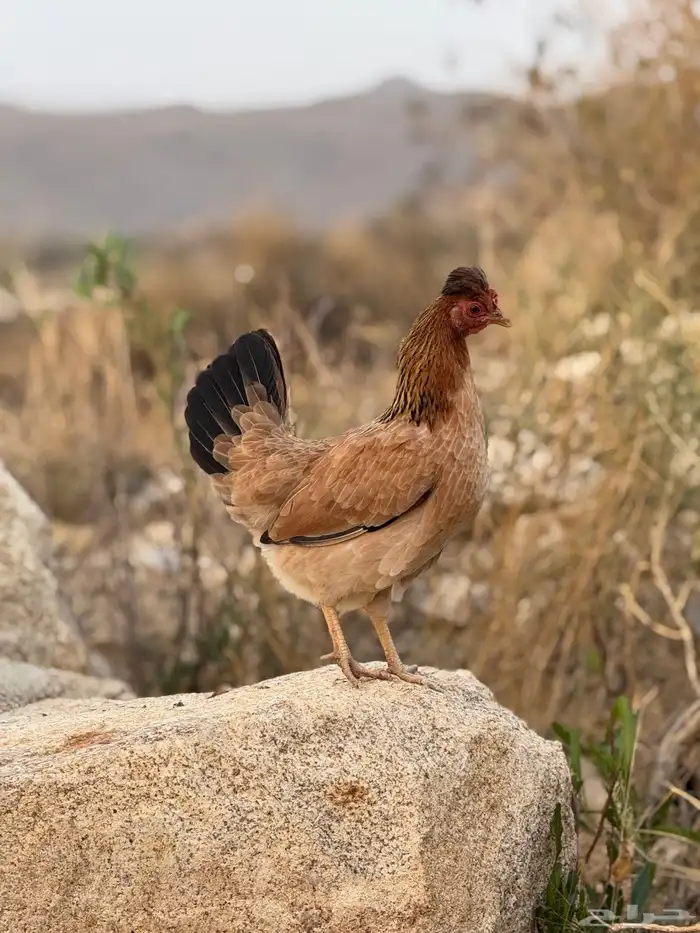 بيض دجاج عربي أصيل (أفرق) 22