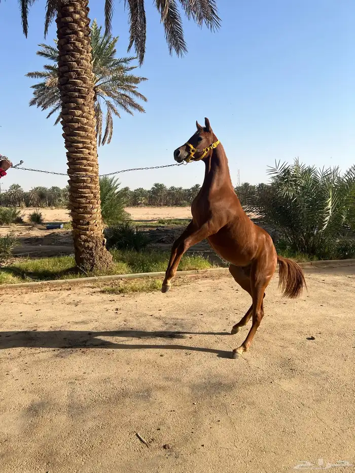 للبيع مهر اهو 0