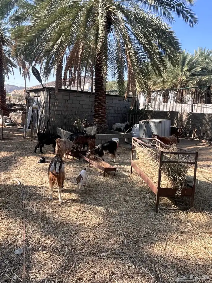 معزا متابيع 2