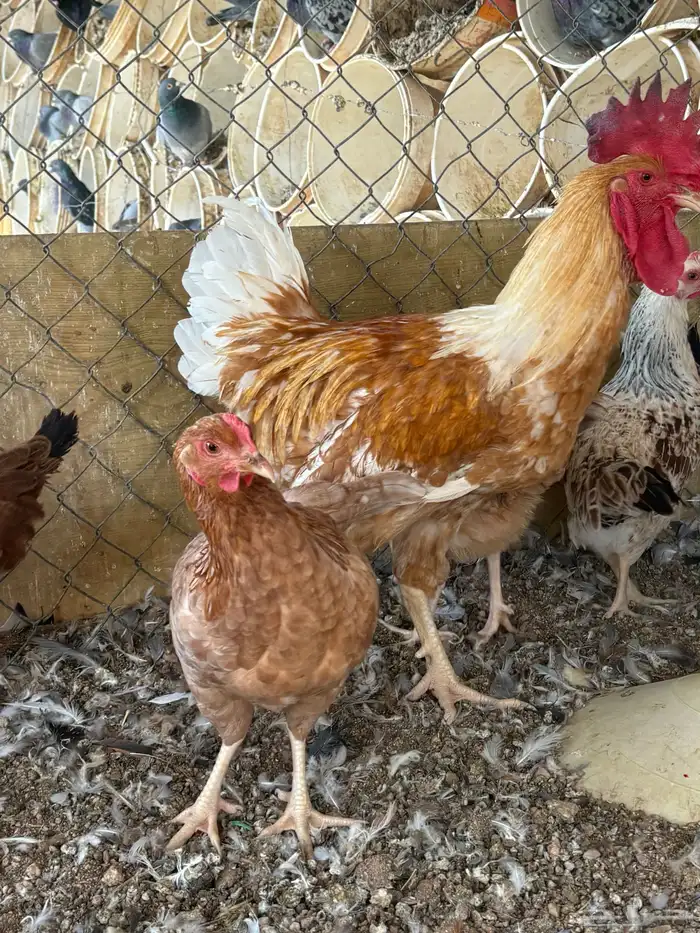 دجاج لوهمان 6