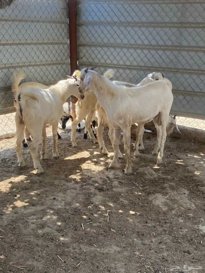 جفار 0