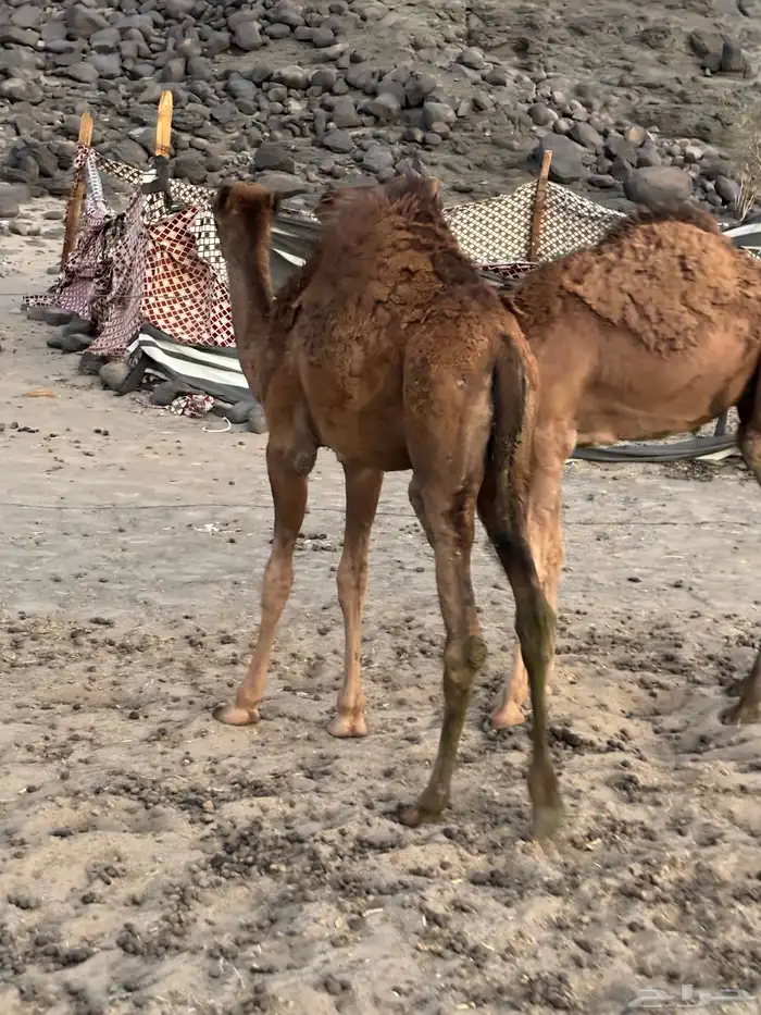 قعدان حمر للبيع 4
