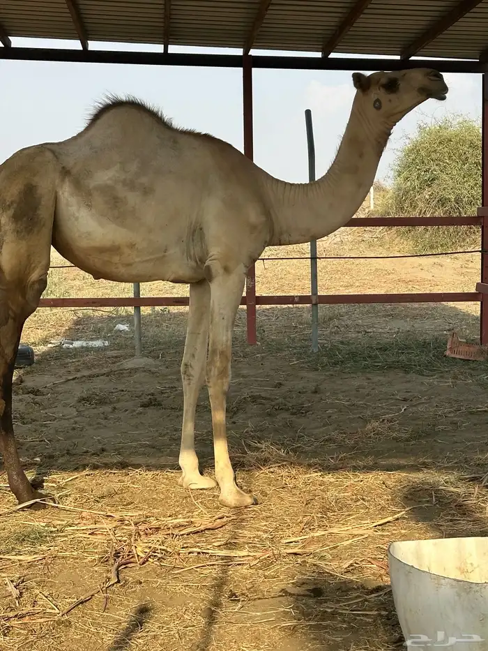 بكره اركه اصيله وفاخره 3