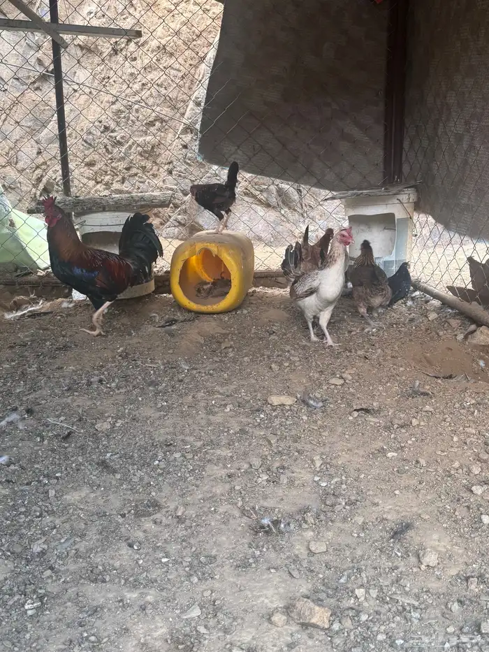دجاج عربي دجاج جبنيز ديك رومي للبيع 32