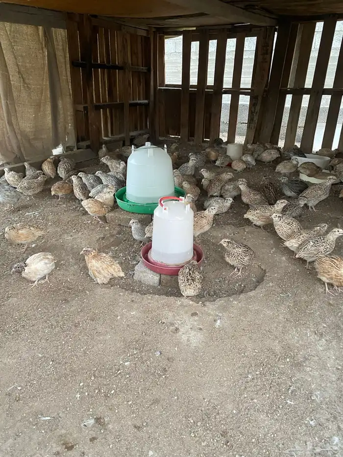 سمان شحم ولحم 0