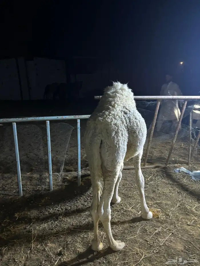 قعود طيييبب 0
