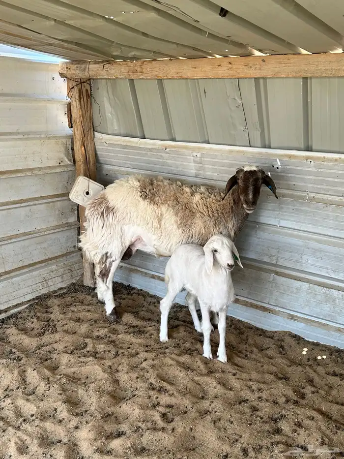 شاة حريه السن ثنيه ومعها رخل تم تم تم البيع 0