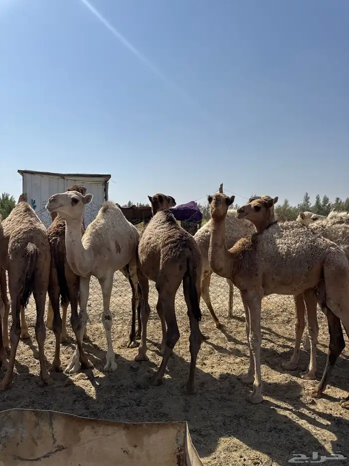 حشو تربية العدد 7 بكار و 4 قعدان 2