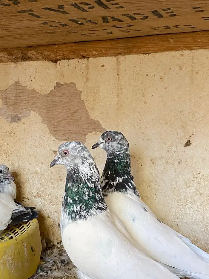 للبيع جوز باكستاني بعيالة 4