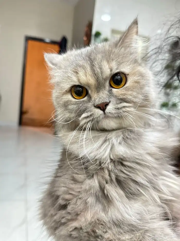 للتبرع قطاوه 2