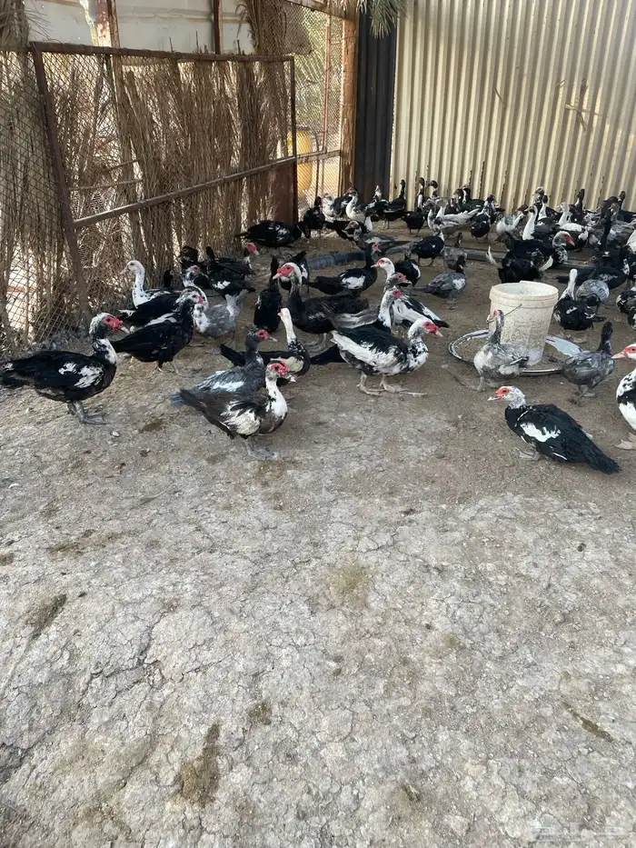 بط مسكوفي في جو المزاحميه 3