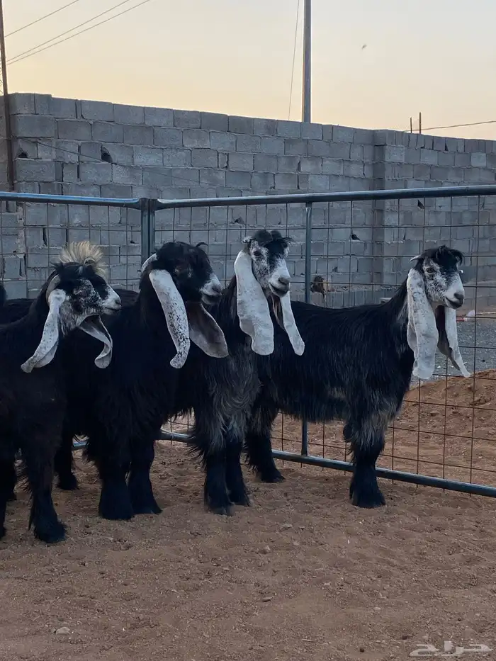 معزا عوارض صنف بفحلها (تم البيع) 8