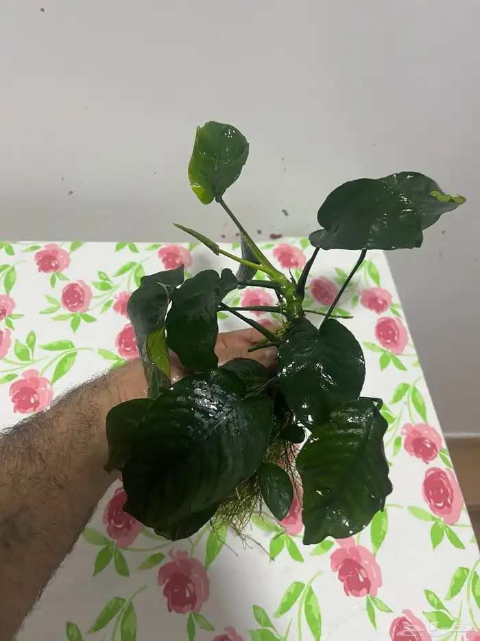 نبات واسماك 7