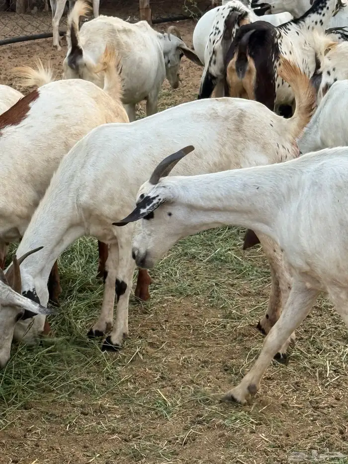 ماعز فاخر 8