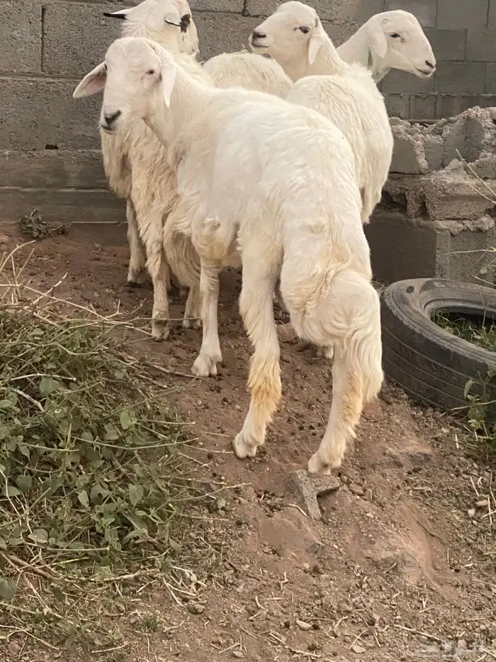 أربعه خرفان 6