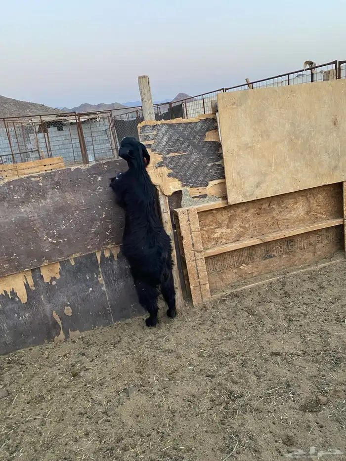 جفار ( تم البيع ) 2