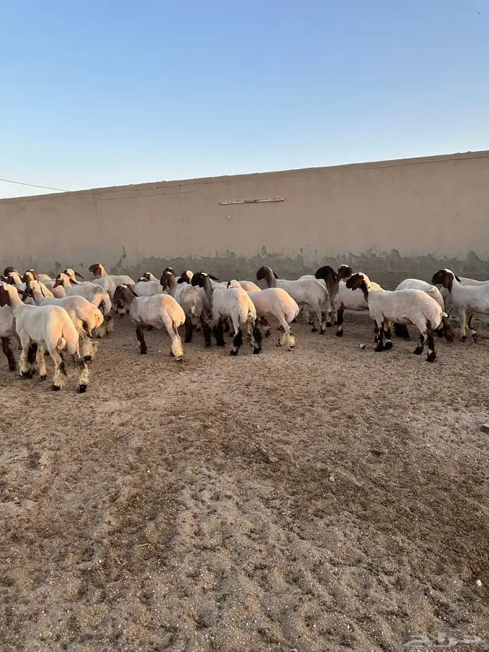 جذعات أنعيم طيبه ( تم البييع ) 7