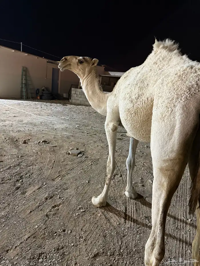 بكره حيسونيه 1