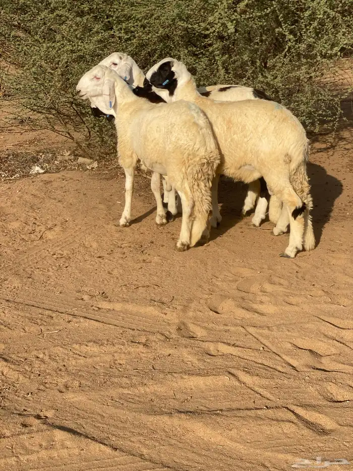 سواكن تربيه 1