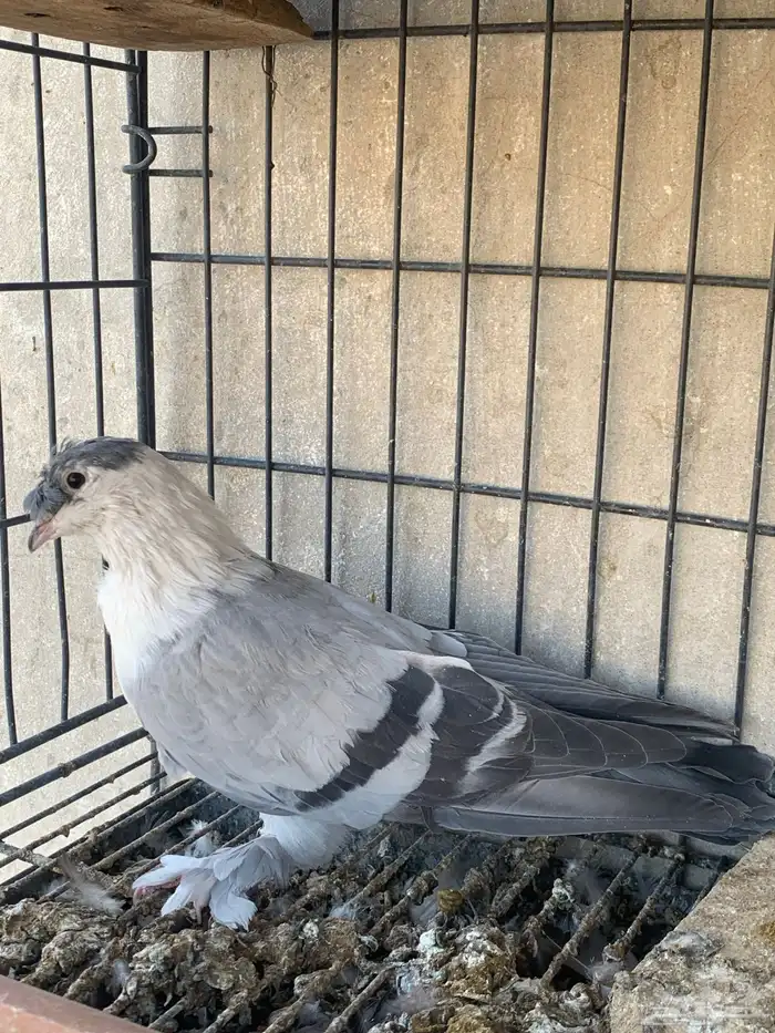 حمام لبناني شخشرلي للبيع 0