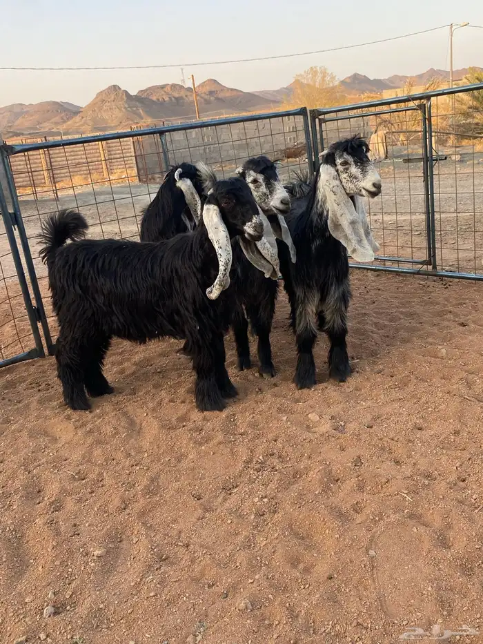 معزا عوارض صنف بفحلها (تم البيع) 2