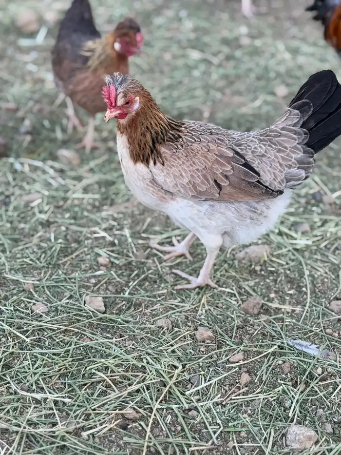 بيض دجاج عربي أصيل (أفرق) 17