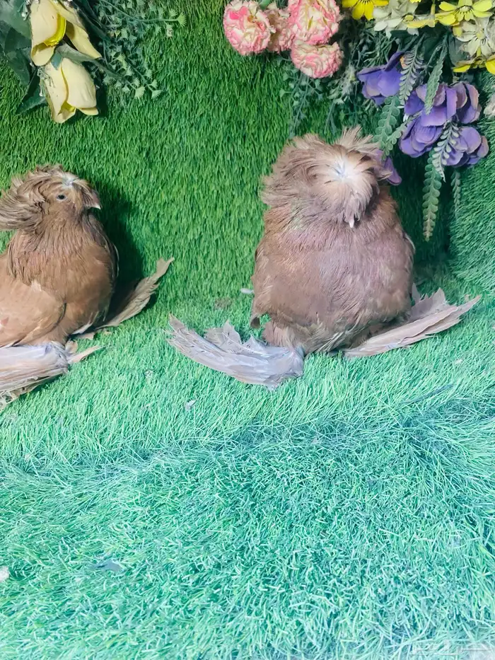 للبيع طبه بخاره احمر 2