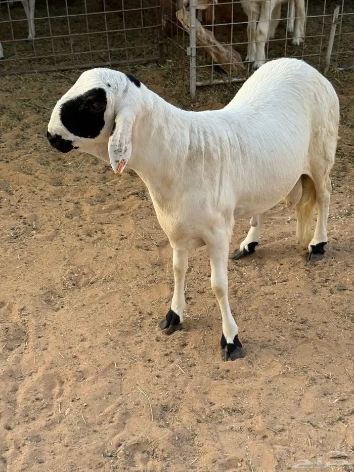 خروفين سواكني جذعان مربى 2