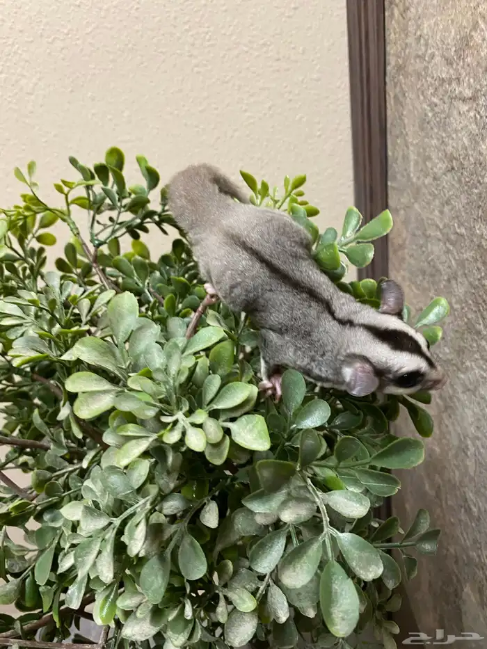 شوقر قلايدر - السنجاب الطائر SugarGlider 17