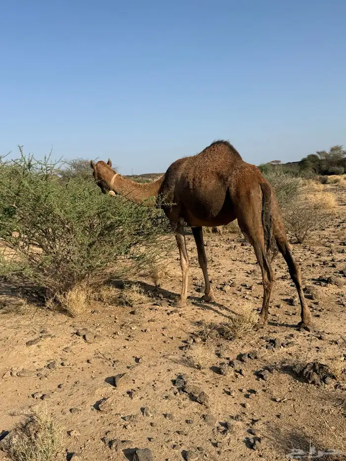 الحمرا القحه العكشي 14
