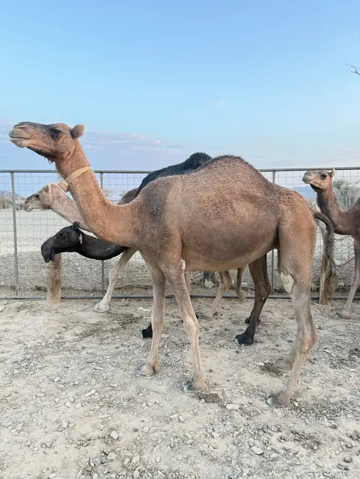 الحمرا القحه العكشي 21