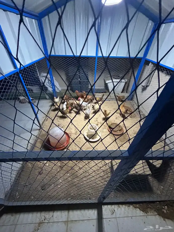 دجاج بلدي 22 حبه نضيفه 6