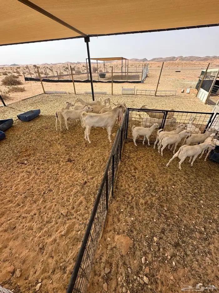 معزا بيض 2