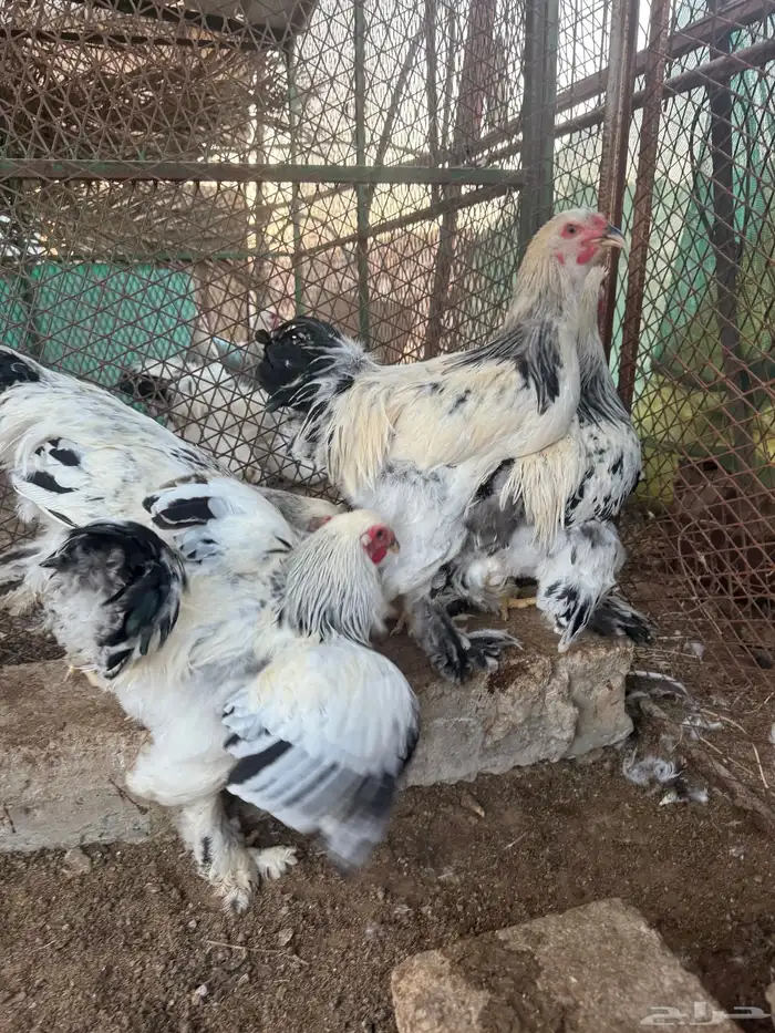للببع ديوك براهما كولمبي كونك احجام توب 1