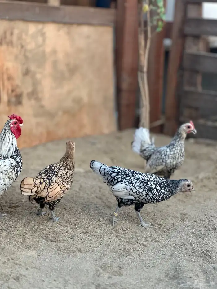 دجاج سبرايت شبابي 3