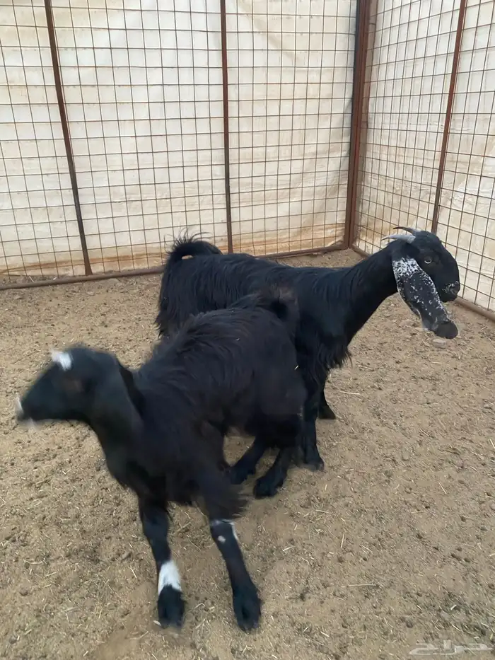 جفار ( تم البيع ) 1