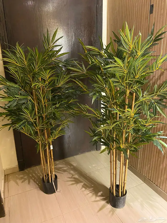 تحف وغازات 0