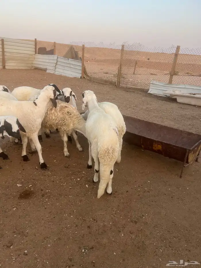 طليان سواكن مرابي جبره وفل شحم 7