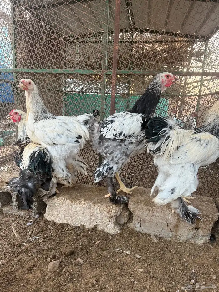للببع ديوك براهما كولمبي كونك احجام توب 3