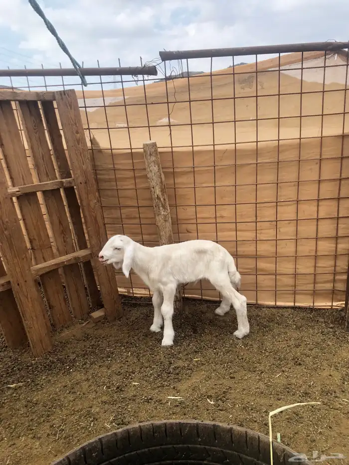 فحل حري أبرص منتج 5