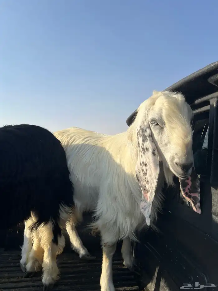 خروف وتيس شرط 1