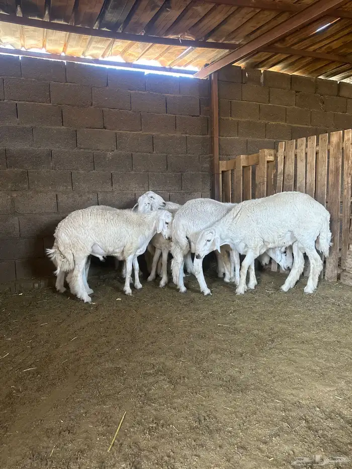 8 خرفان جبرات بدون مسمنات اكلها من المزرعه و شعير فقط 0