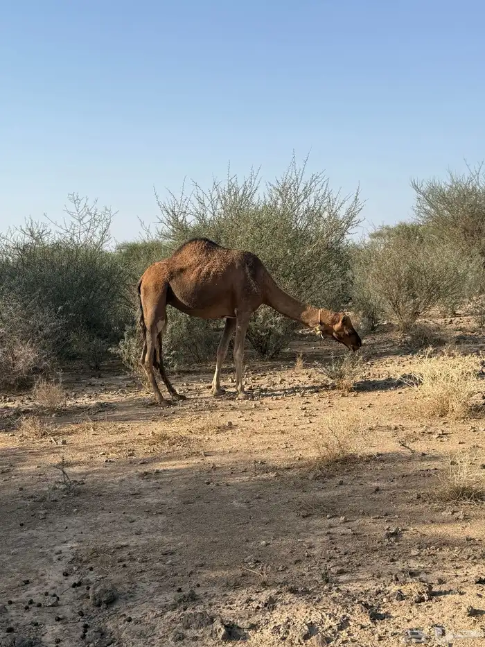 الحمرا القحه العكشي 9