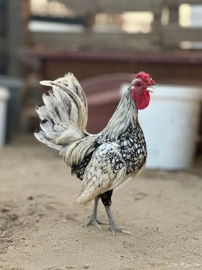 دجاج سبرايت شبابي 0