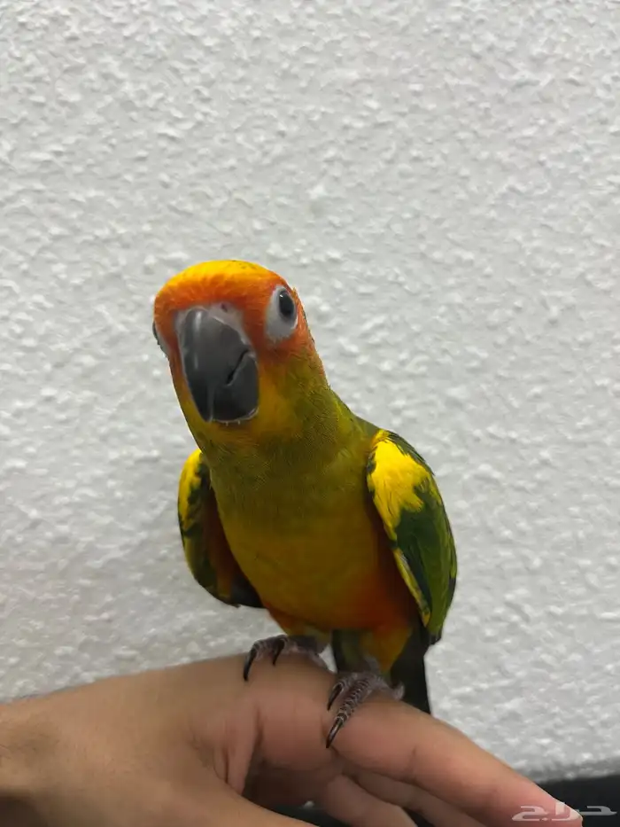 ببغاء صن كنيور 1