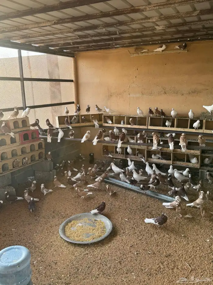 حمام بلجيكي منتج للبيع ع السوم تقريبا تقريبا خمسين جوز تزو 0