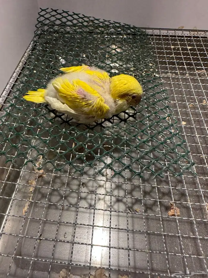 فرخ كويكر ( تم البيع ) 1