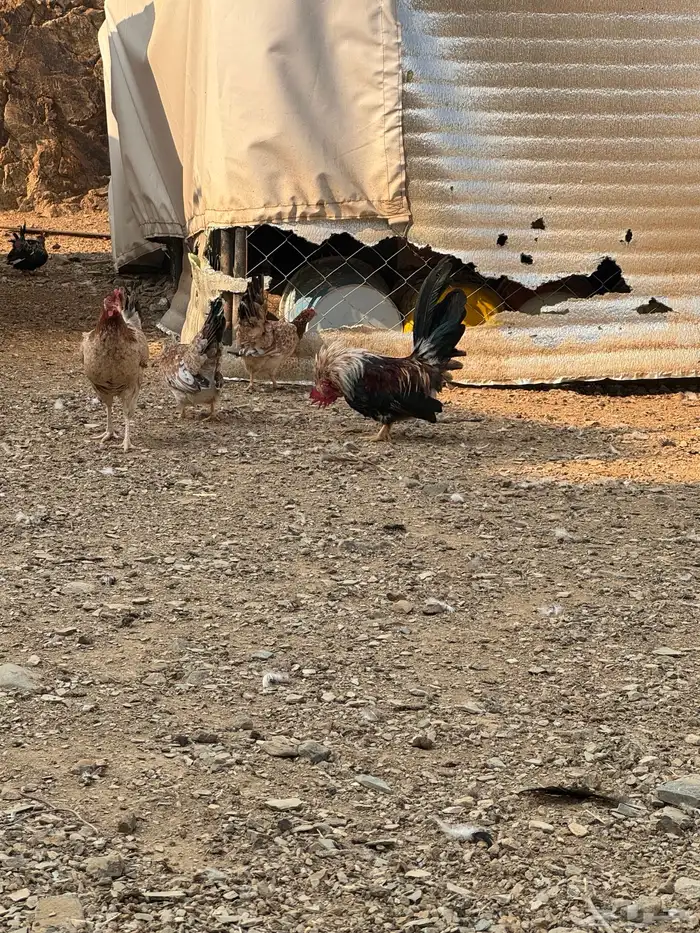 دجاج عربي دجاج جبنيز ديك رومي للبيع 16
