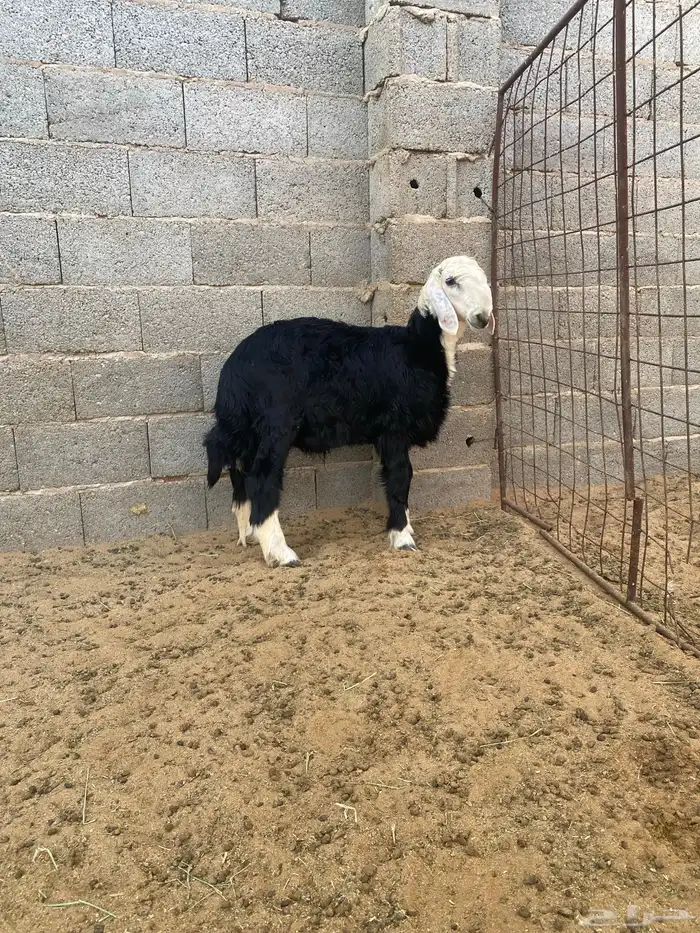 خروف نجدي 1