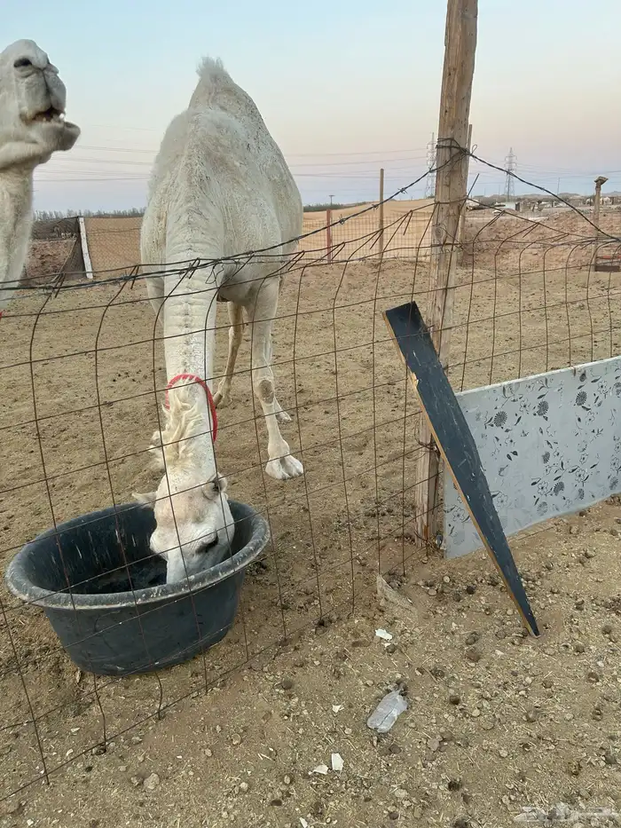 للبيع ناقه حايل 1
